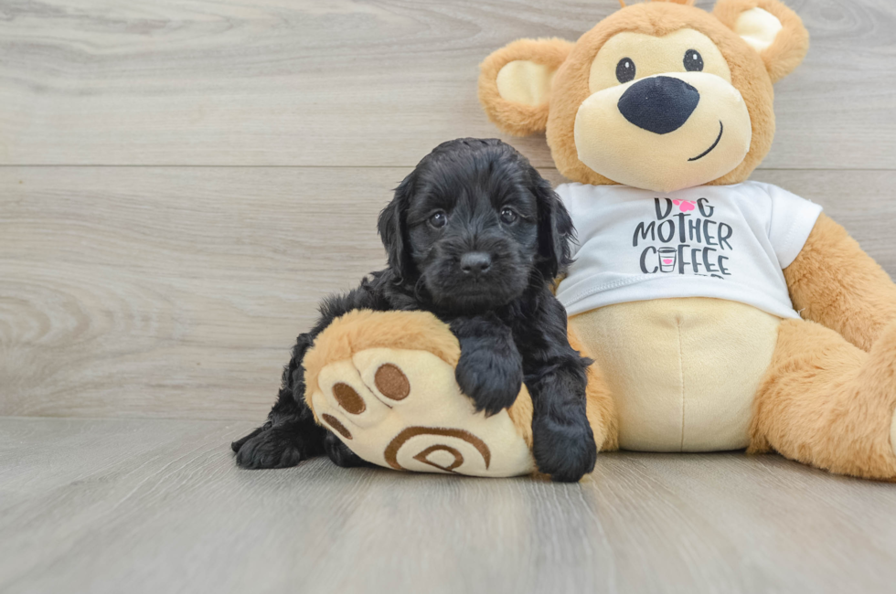 6 week old Cockapoo Puppy For Sale - Premier Pups