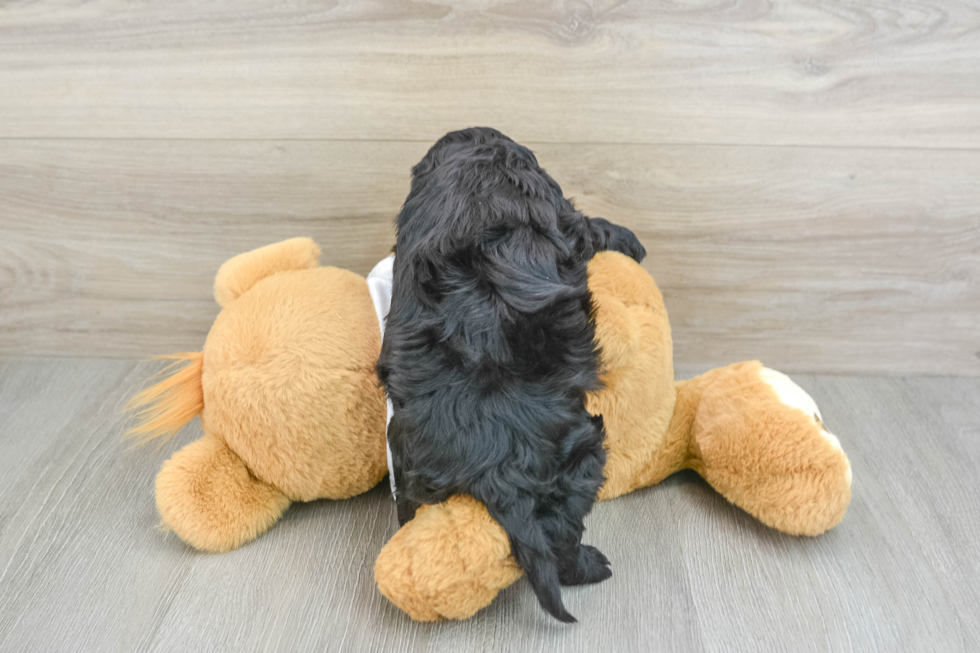 Petite Cockapoo Poodle Mix Pup