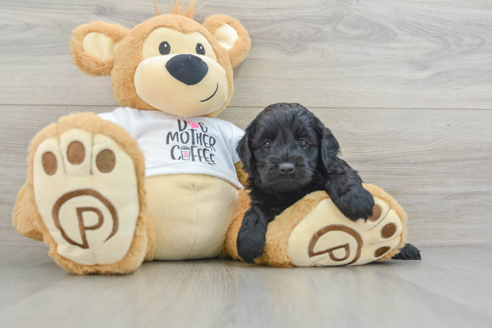 Cute Cockapoo Baby