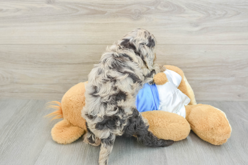Meet Doja - our Cockapoo Puppy Photo 2/3 - Premier Pups