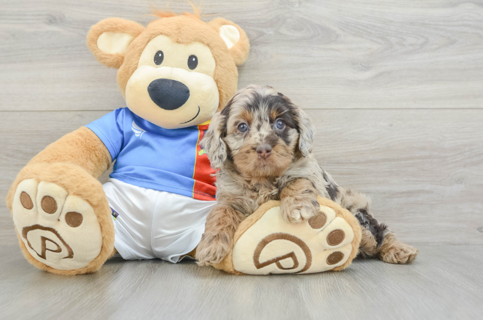 5 week old Cockapoo Puppy For Sale - Premier Pups
