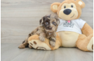 Cockapoo Puppy for Adoption