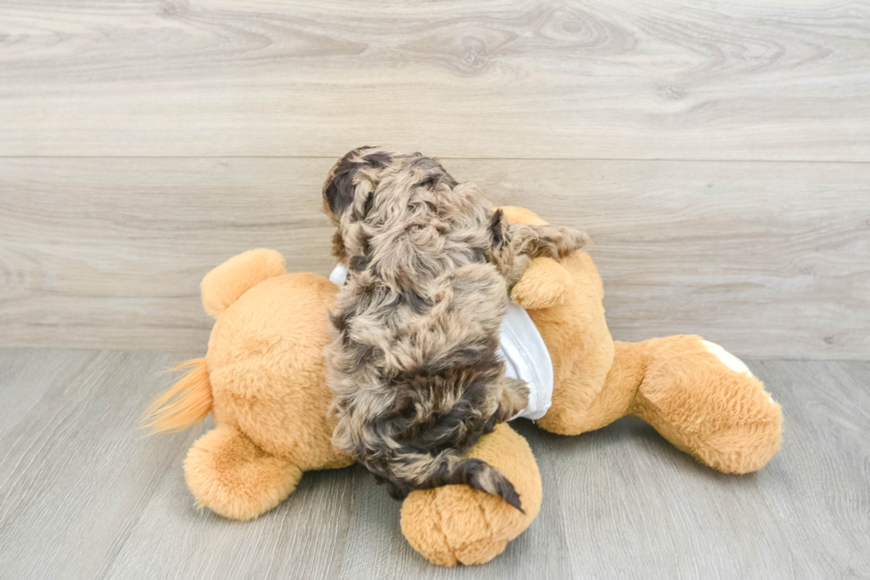 Best Cockapoo Baby