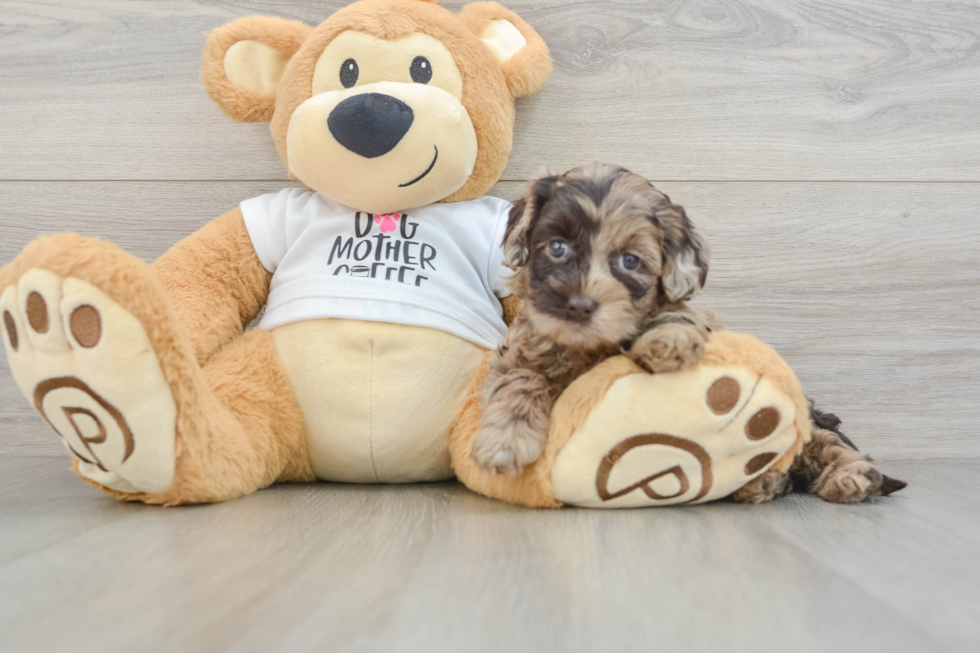 Adorable Cocker Doodle Poodle Mix Puppy