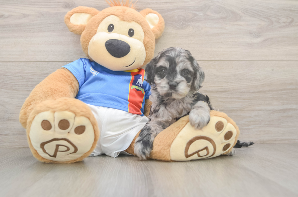 5 week old Cockapoo Puppy For Sale - Premier Pups