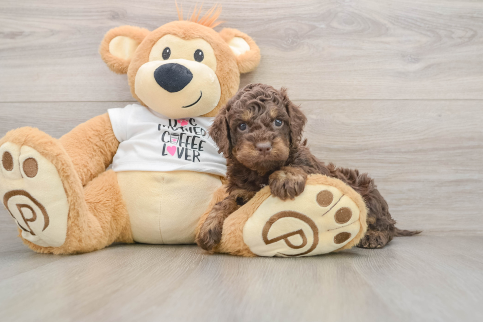 Cockapoo Pup Being Cute