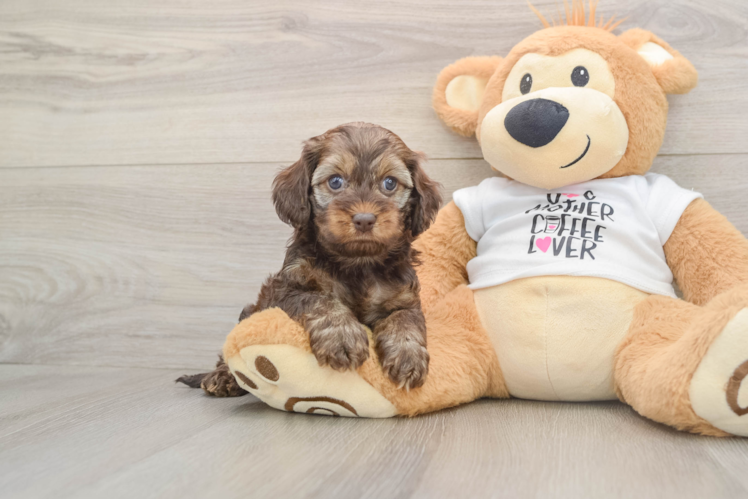 Best Cockapoo Baby