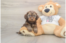 Best Cockapoo Baby