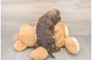 Energetic Cocker Doodle Poodle Mix Puppy