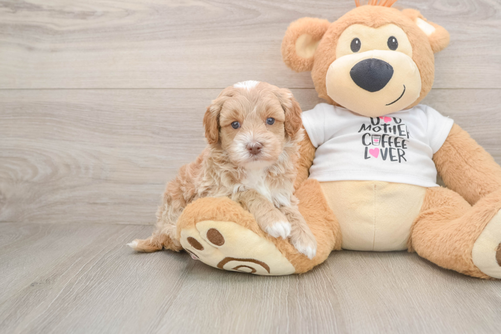 Best Cockapoo Baby