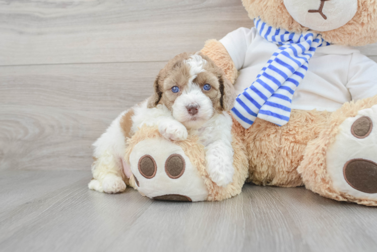 Cockapoo Pup Being Cute