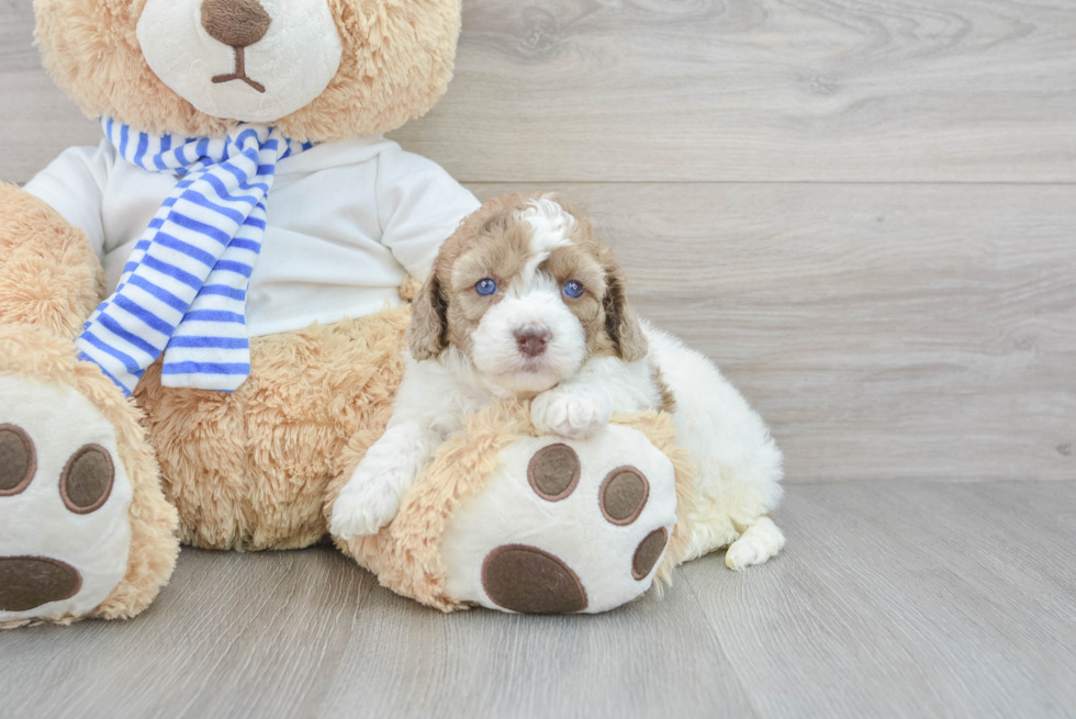 Small Cockapoo Baby