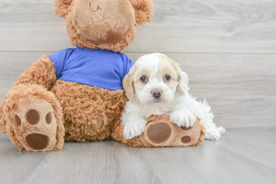 Cockapoo Puppy for Adoption