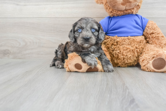 Popular Cockapoo Poodle Mix Pup