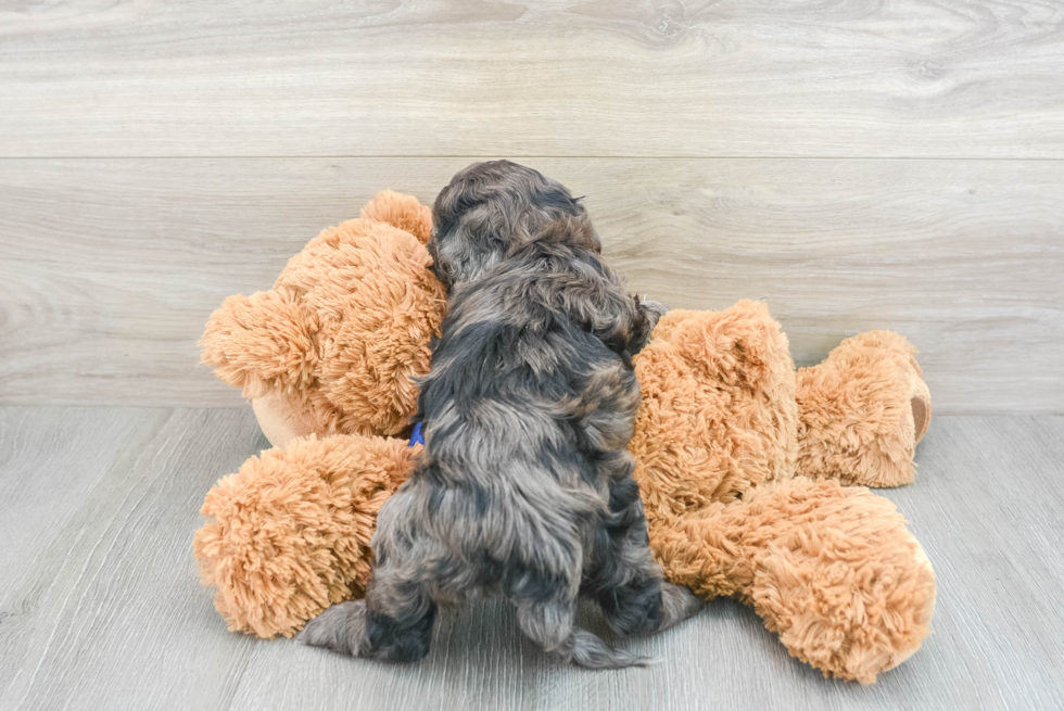 Cockapoo Puppy for Adoption