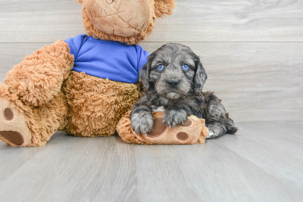 Petite Cockapoo Poodle Mix Pup