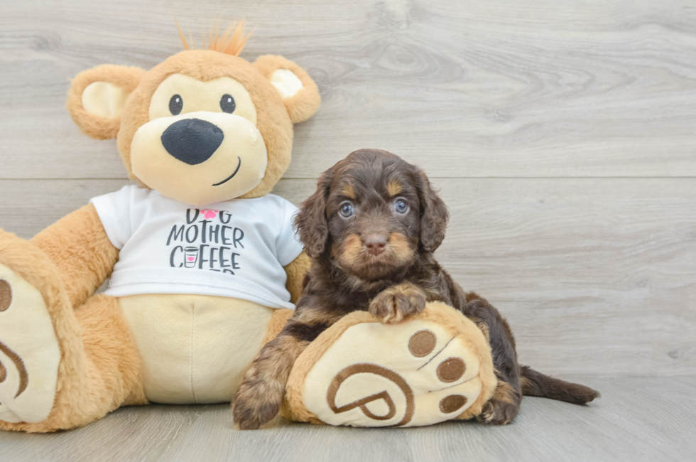 6 week old Cockapoo Puppy For Sale - Premier Pups