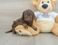 7 week old Cockapoo Puppy For Sale - Premier Pups