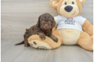 Cockapoo Pup Being Cute