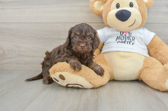 Cockapoo Pup Being Cute