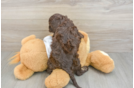 Best Cockapoo Baby