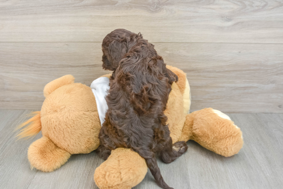 Best Cockapoo Baby