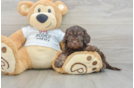 Best Cockapoo Baby