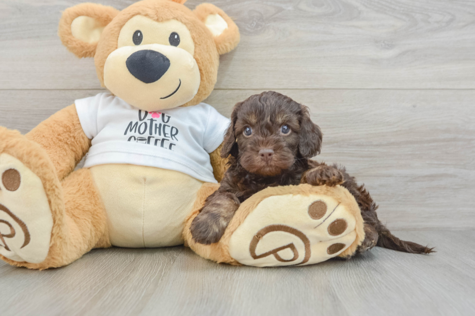 Best Cockapoo Baby