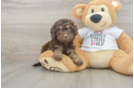 Small Cockapoo Baby