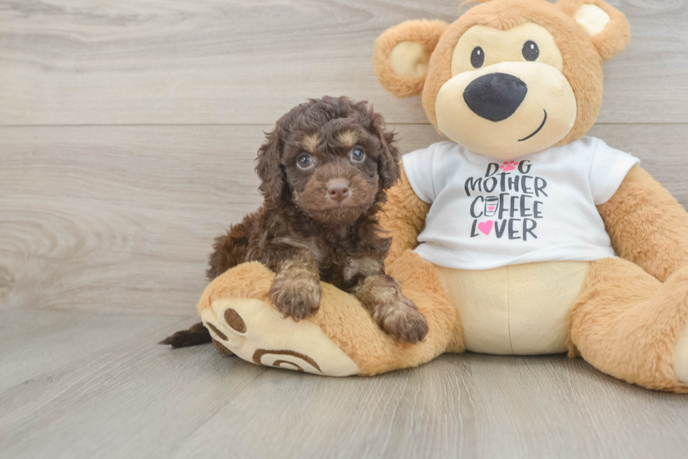 Small Cockapoo Baby