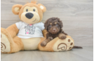 Cockapoo Puppy for Adoption