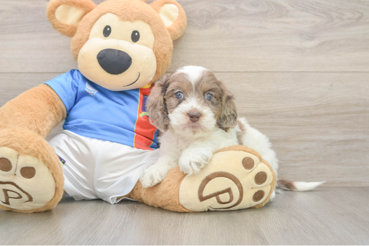Best Cockapoo Baby
