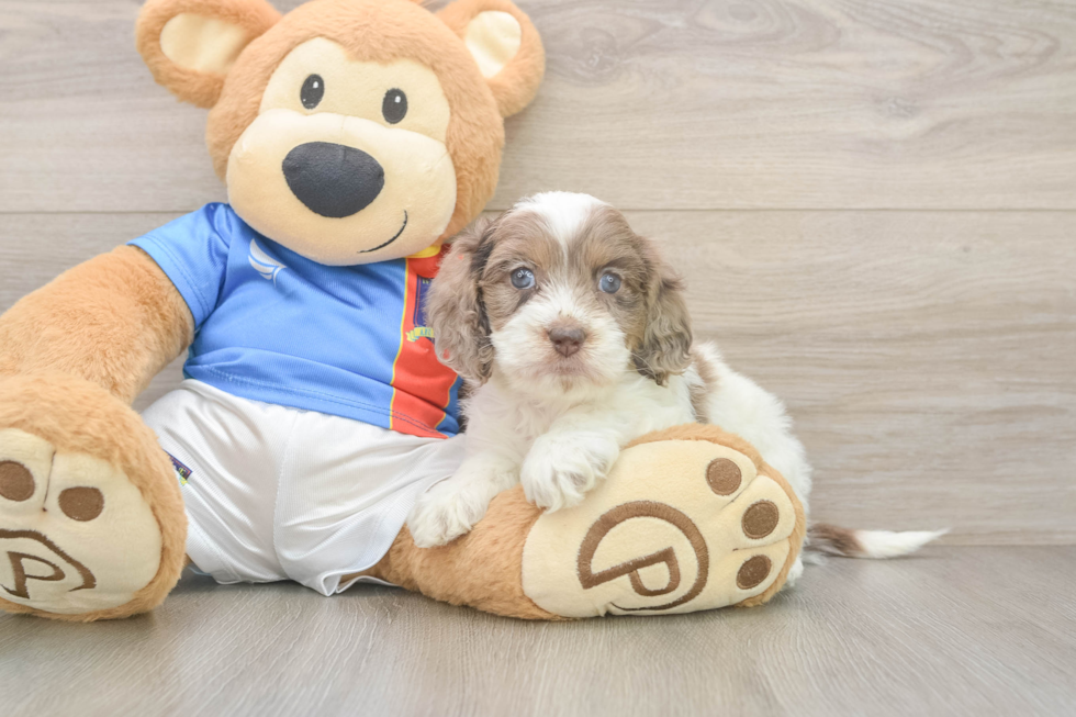 Best Cockapoo Baby
