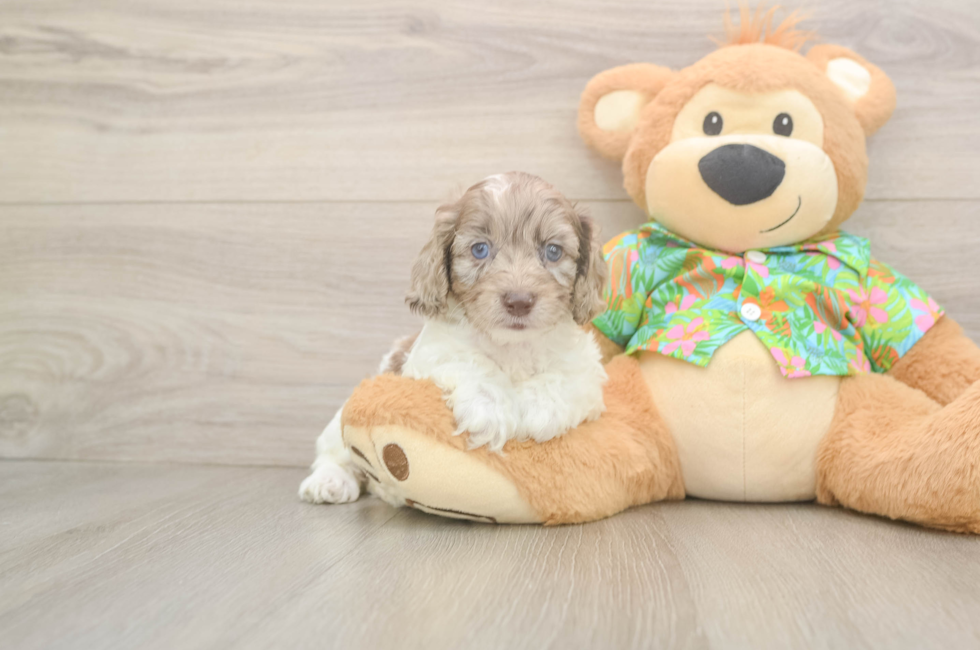 5 week old Cockapoo Puppy For Sale - Premier Pups