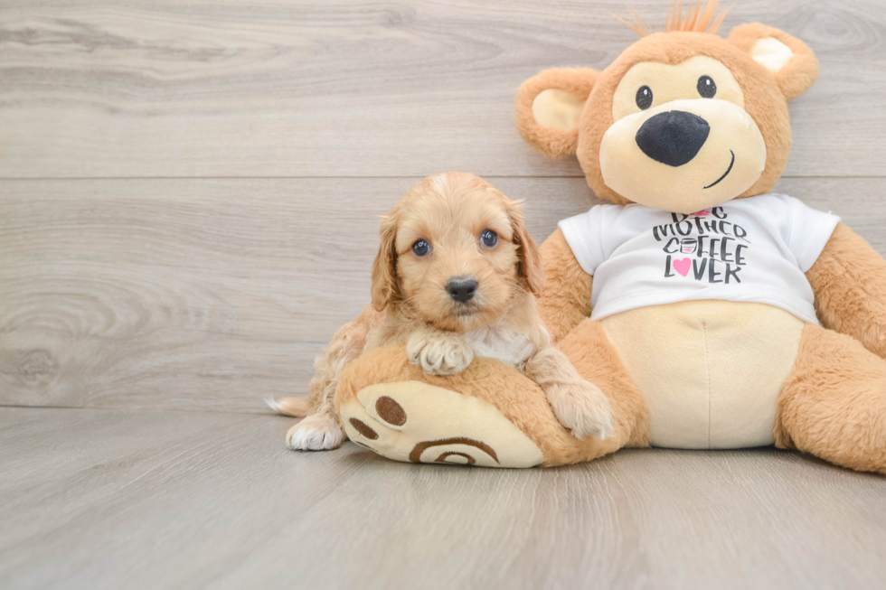Adorable Cocker Doodle Poodle Mix Puppy