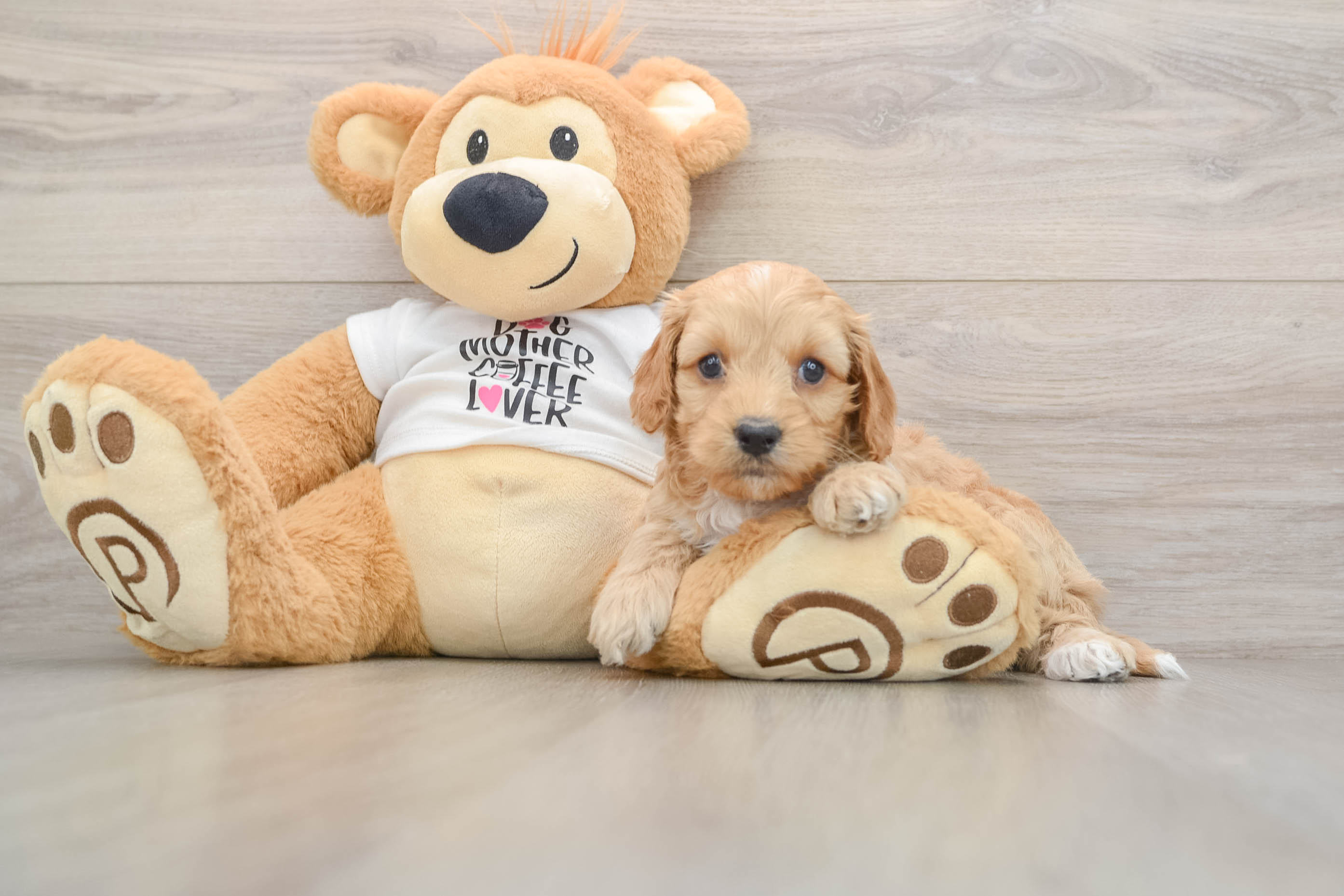 Cockapoo Pup Being Cute