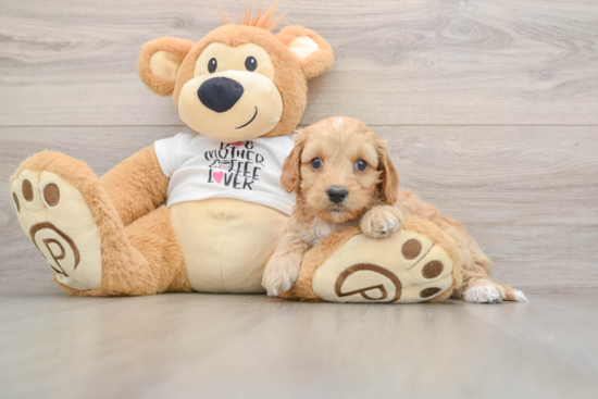 Cockapoo Pup Being Cute