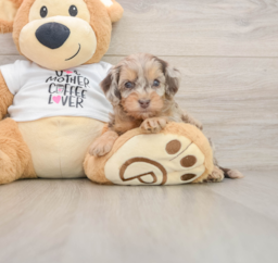 7 week old Cockapoo Puppy For Sale - Premier Pups