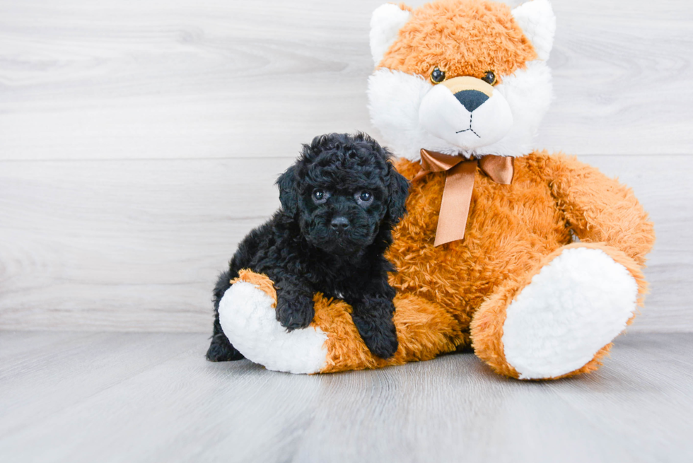 Fluffy Cockapoo Poodle Mix Pup