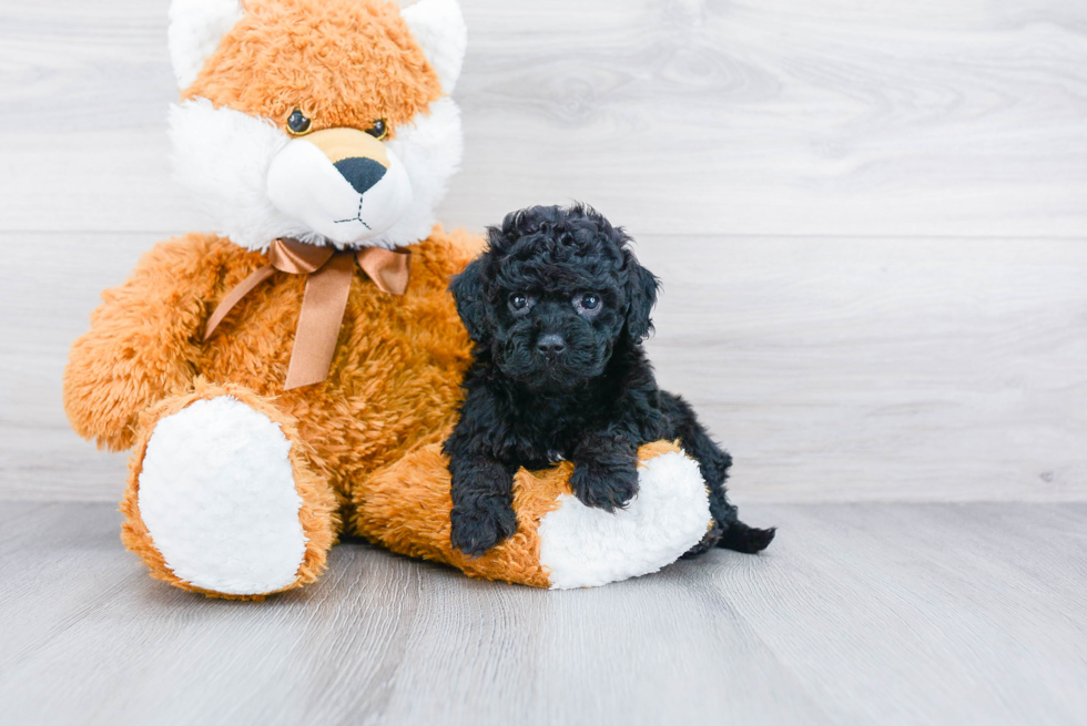 Happy Cockapoo Baby