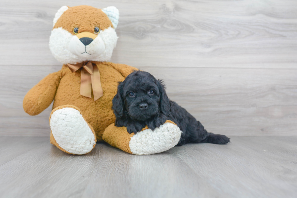 Funny Cockapoo Poodle Mix Pup