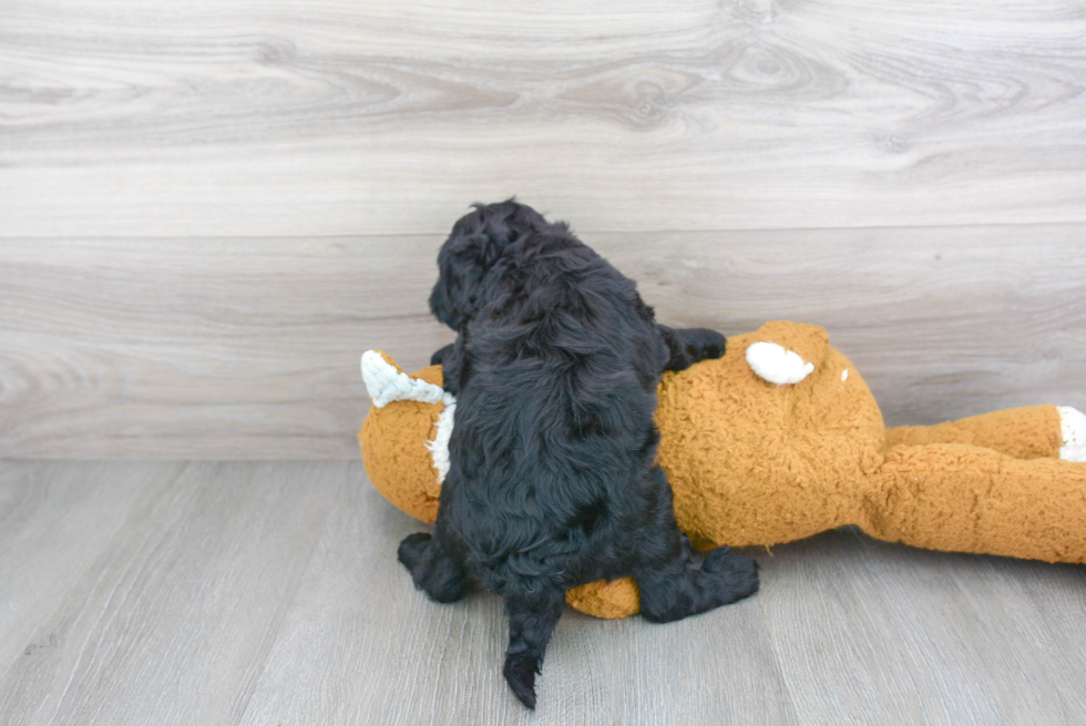 Funny Cockapoo Poodle Mix Pup