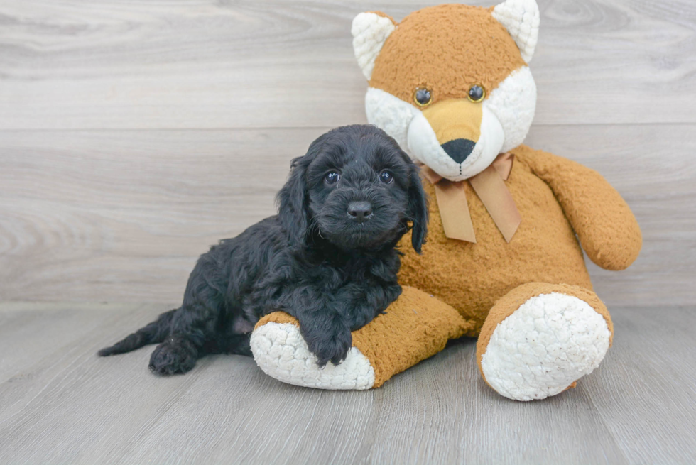 Fluffy Cockapoo Poodle Mix Pup