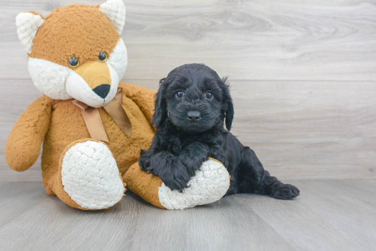 Small Cockapoo Baby