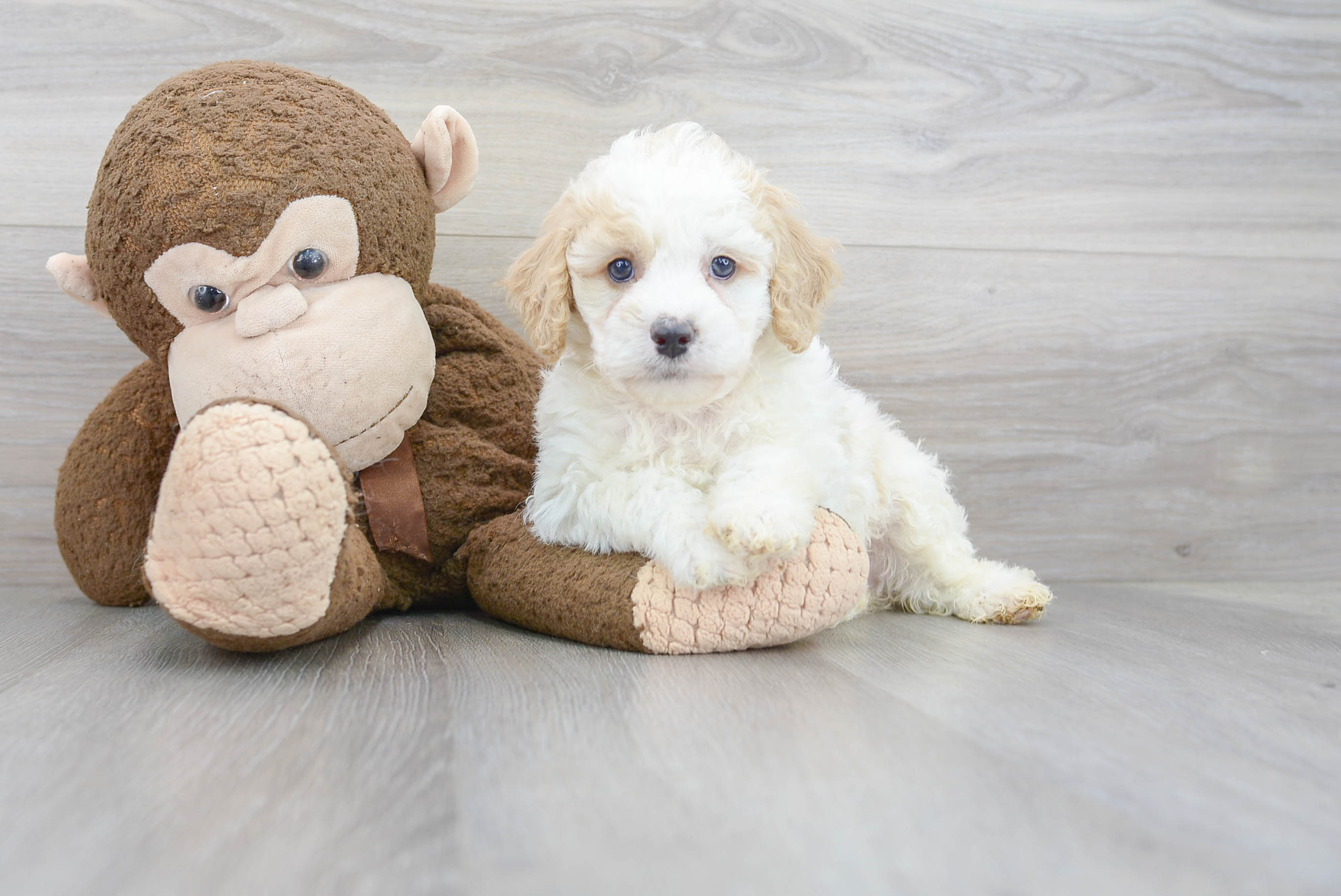 Best Cockapoo Baby