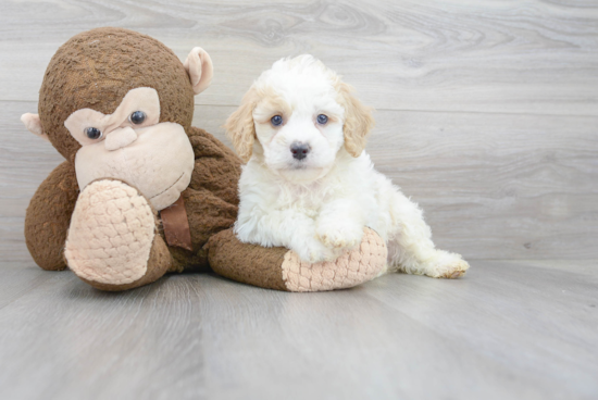 Best Cockapoo Baby