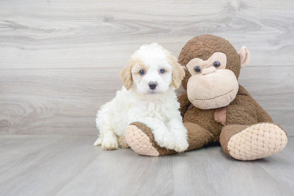 Hypoallergenic Cockerpoo Poodle Mix Puppy