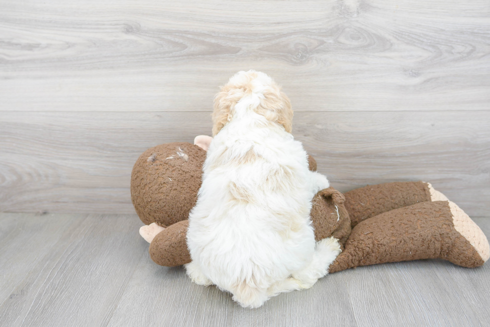 Little Cockerpoo Poodle Mix Puppy