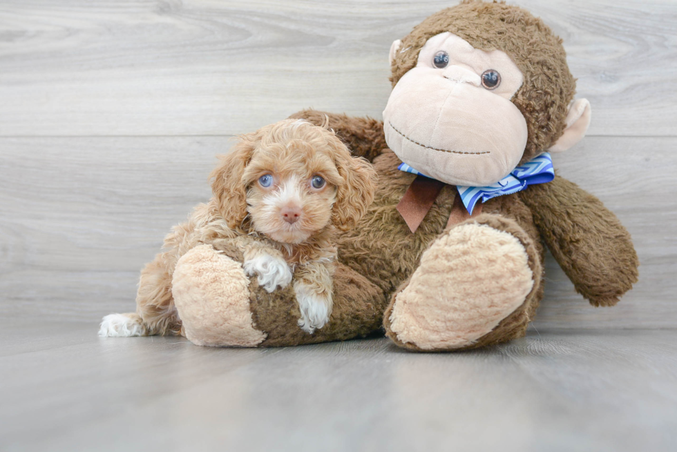 Energetic Cockerpoo Poodle Mix Puppy