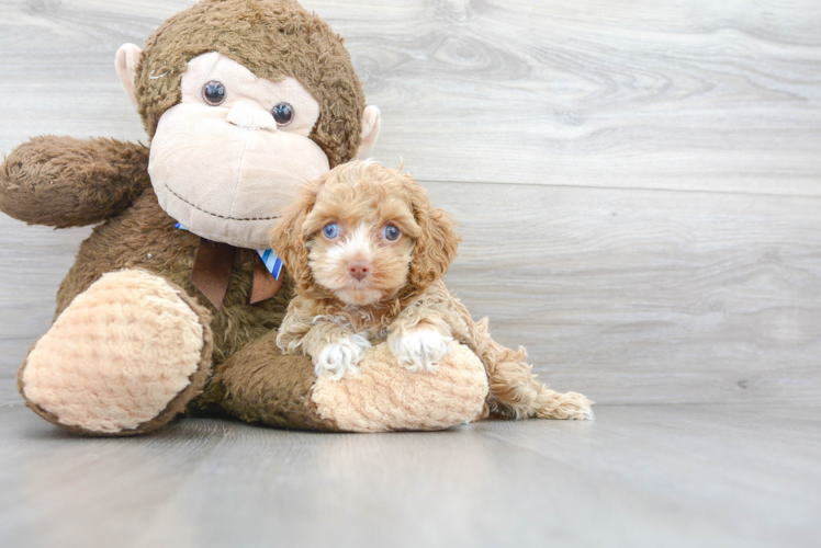 Hypoallergenic Cockerpoo Poodle Mix Puppy